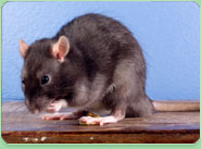 rat control Epping Forest