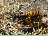 wasp control Epping Forest