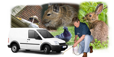 Epping Forest local van